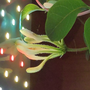 environmentalism_harponics_bay_lonicera_heckrottii.png