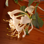 environmentalism_harponics_bay_lonicera_heckrottii_flower.png