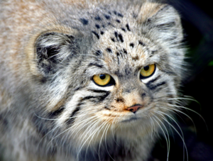 palas_cat_1.png