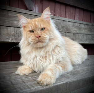 maine_coon_1.png