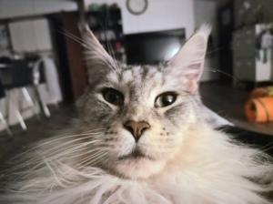 maine_coon_4.png