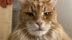 maine_coon_5.png