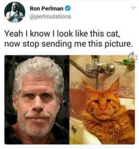 ron_perlman_maine_coon_meme_1.png