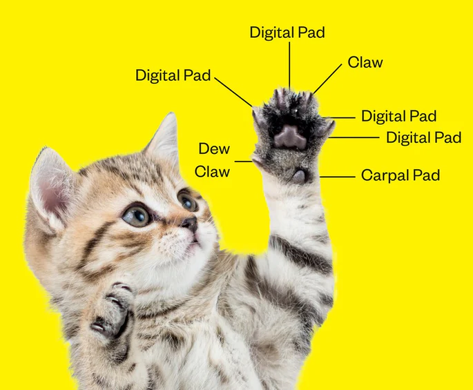 fuss_cats_paws_fingers.png