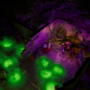 fuss_encased_gas_station_anomaly_protector.png