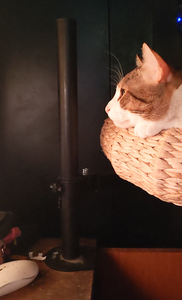 hardware_recycling_a_desk_monitor_stand_for_pets_quality_control_1.png