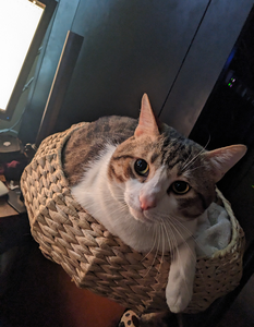 hardware_recycling_a_desk_monitor_stand_for_pets_quality_control_2.png