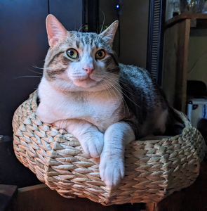 hardware_recycling_a_desk_monitor_stand_for_pets_quality_control_3.png